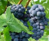 best-of-wein1