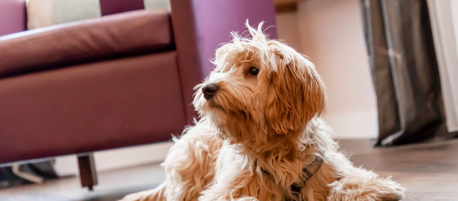 Urlaub mit Hund im Hotel | www.biohotels.info - BIO HOTELS